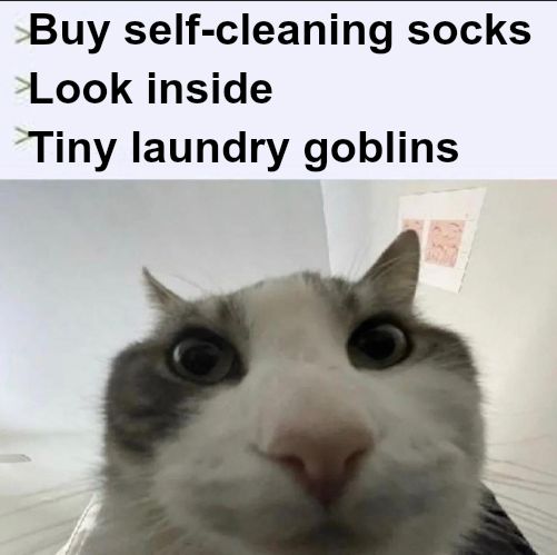 Cat looks inside meme