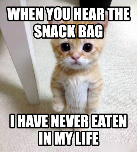 Cute Cat meme