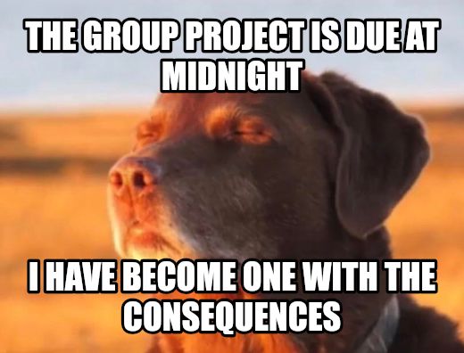 Dog accepting fate meme