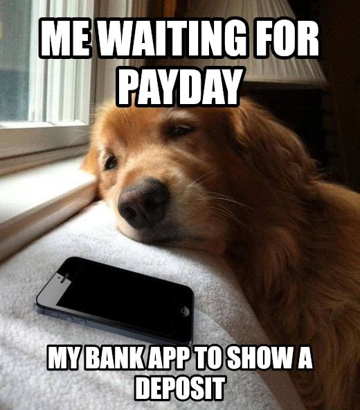 Dog waiting meme