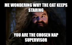 hagrid yer a wizard meme
