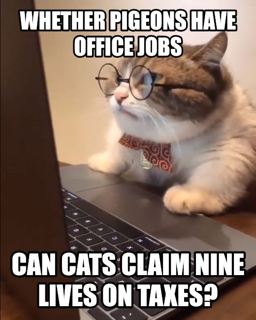 research cat meme