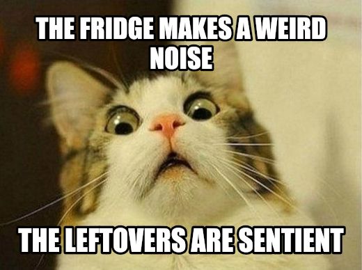 Scared Cat meme