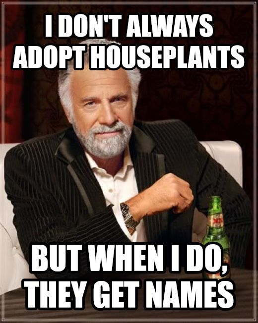 The Most Interesting Man In The World meme