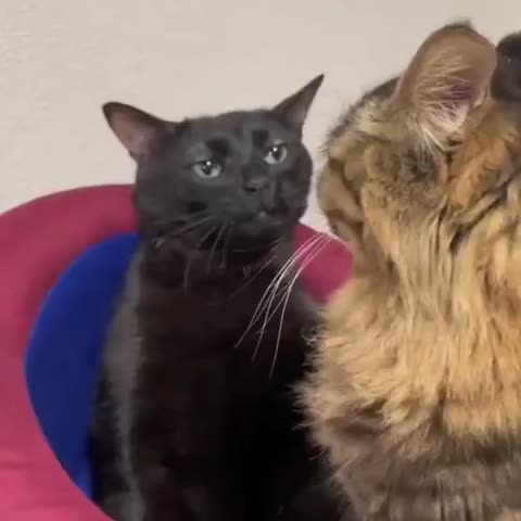 black cat zoning out meme template