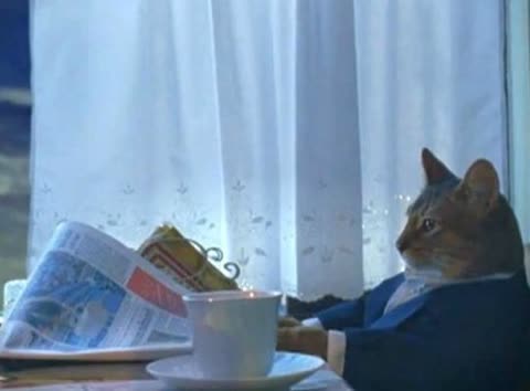 Cat newspaper meme template