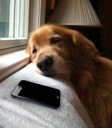 Dog waiting meme template