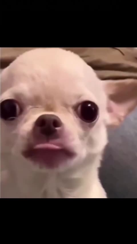Evil Dog meme template