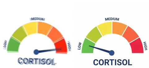 high vs low cortisol meme template