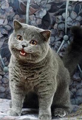 I can has cheezburger cat meme template