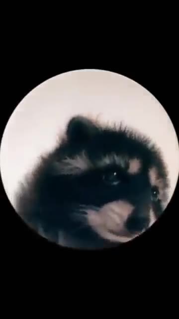 pedro racoon meme template