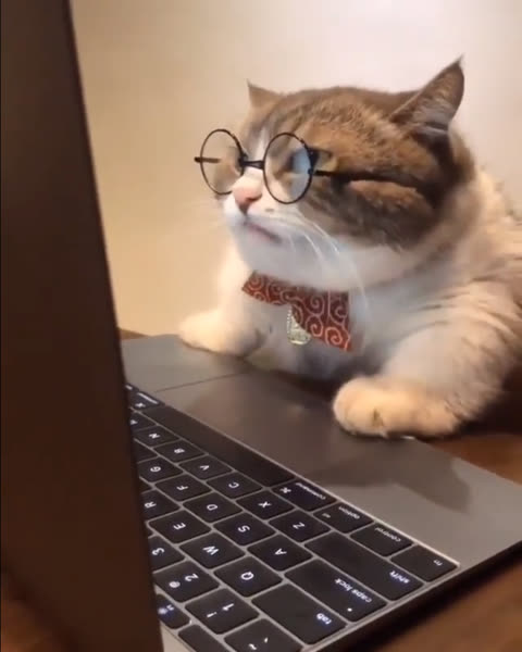 research cat meme template