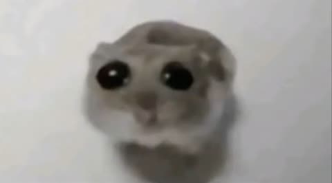 Sad Hamster meme template