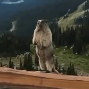 screaming gopher meme template