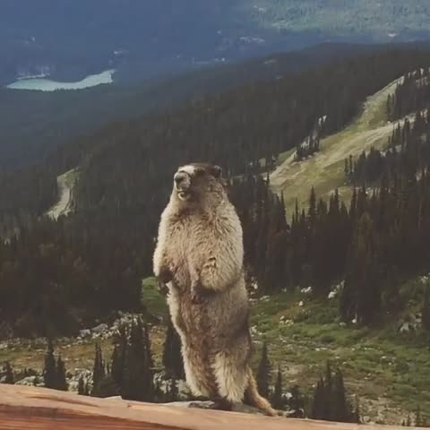 Screaming Marmot meme template
