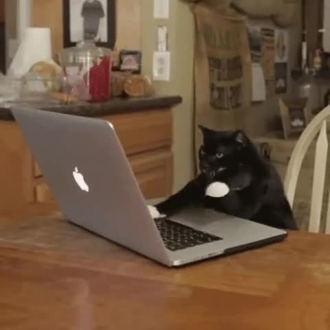 Typing kitty meme template