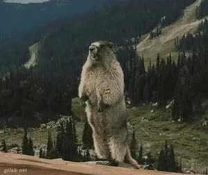 Yelling Beaver meme template